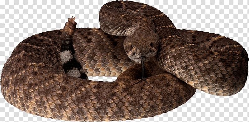 Rattlesnake Reptile Pit viper, Snake transparent background PNG clipart
