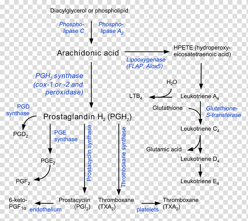 Prostaglandin Prostacyclin Thromboxane Eicosanoid Arachidonic acid, others transparent background PNG clipart