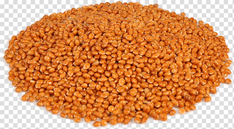 Proso millet Cereal Fodder Echinochloa esculenta, Lentils transparent background PNG clipart