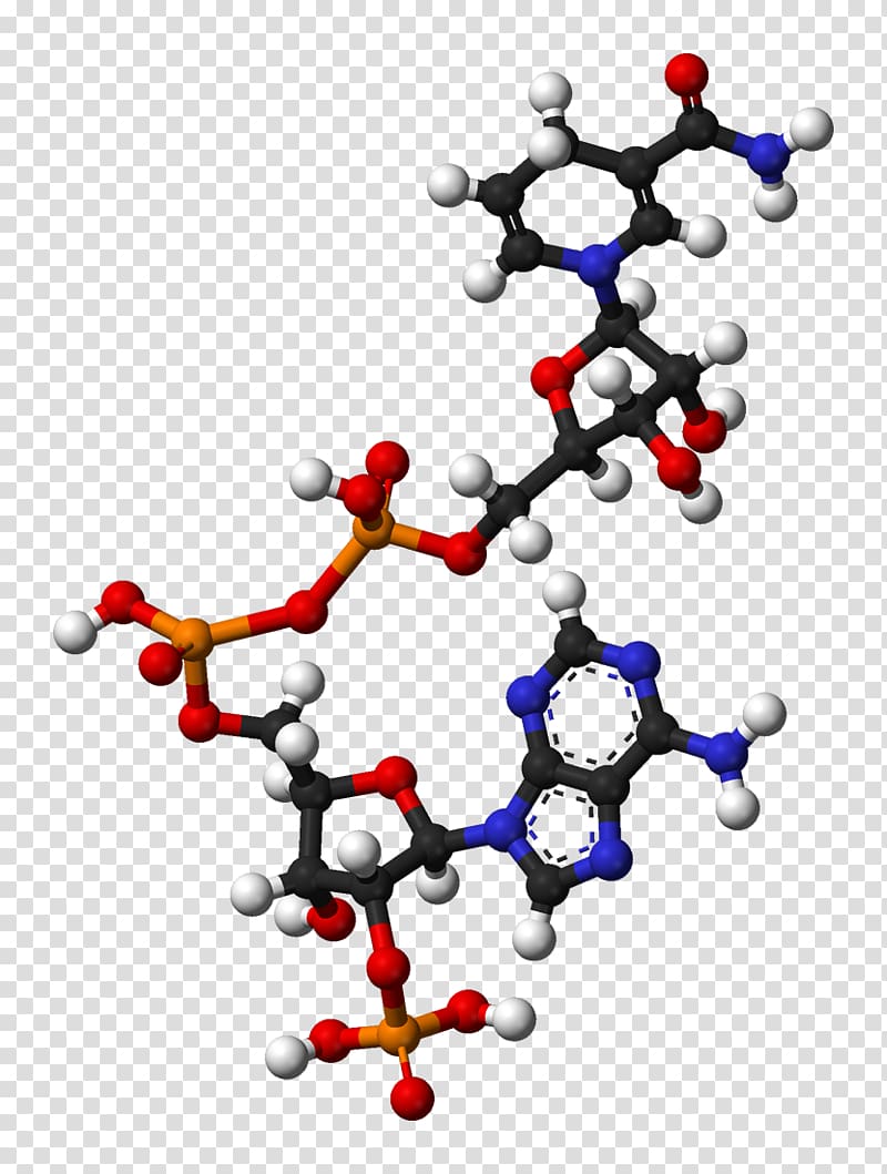 Nicotinamide adenine dinucleotide phosphate Coenzyme Redox, molecule transparent background PNG clipart