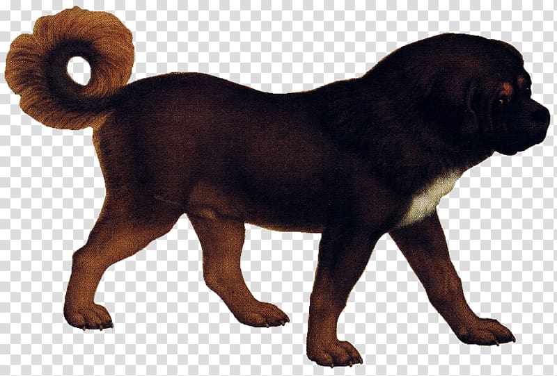 Tibetan Mastiff Puppy English Mastiff Coyote Ancient dog breeds, no plastic transparent background PNG clipart