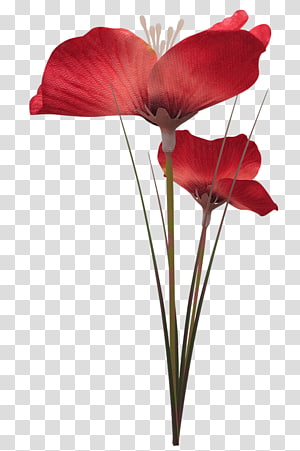 Cut flowers Blog , flower transparent background PNG clipart thumbnail