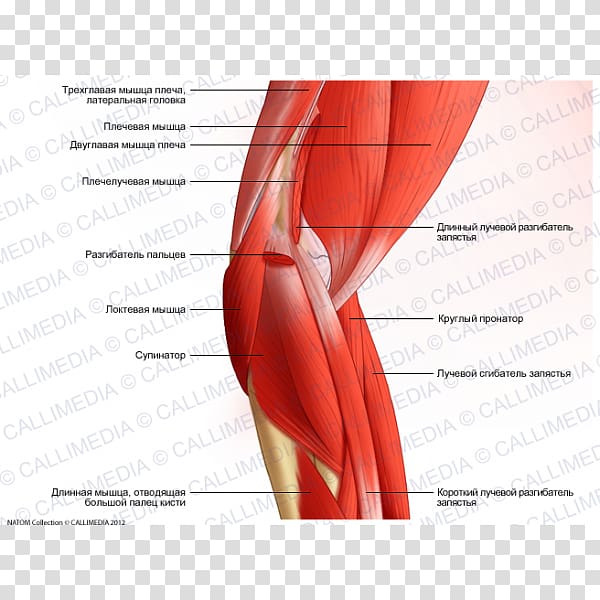 Thumb Elbow Brachialis muscle Human leg, Triceps transparent background PNG clipart