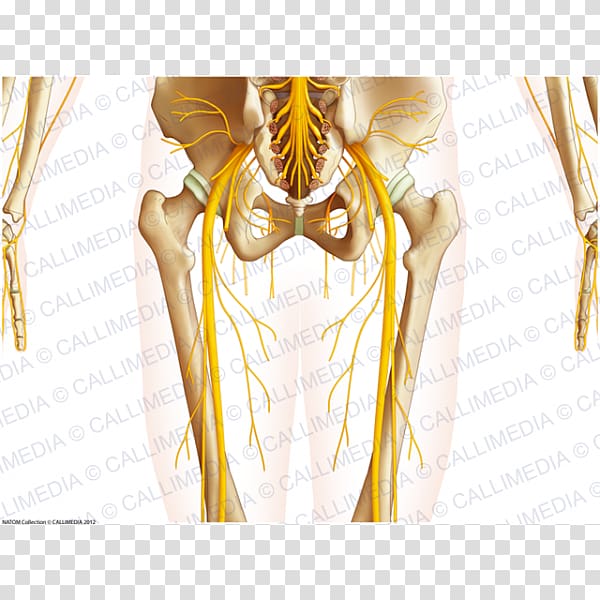 Hip Pelvis Anatomy Posterior cutaneous nerve of thigh, others transparent background PNG clipart