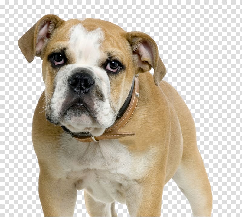Dorset Olde Tyme Bulldogge American Bulldog Olde English Bulldogge Australian Bulldog Toy Bulldog, puppy transparent background PNG clipart