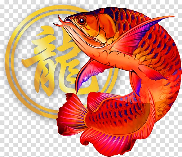 Asian arowana Ornamental fish Marine biology Article, fish transparent background PNG clipart