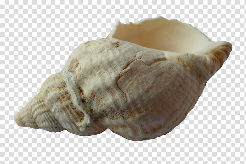 Clam Seashell, conch transparent background PNG clipart