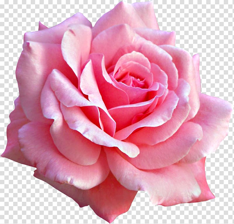 Pink flowers Rose, rose transparent background PNG clipart