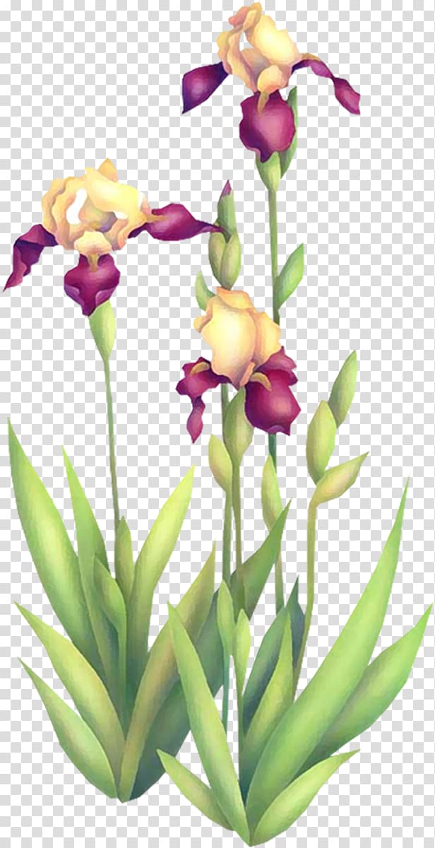 Irises Cut flowers Floral design, iris transparent background PNG clipart