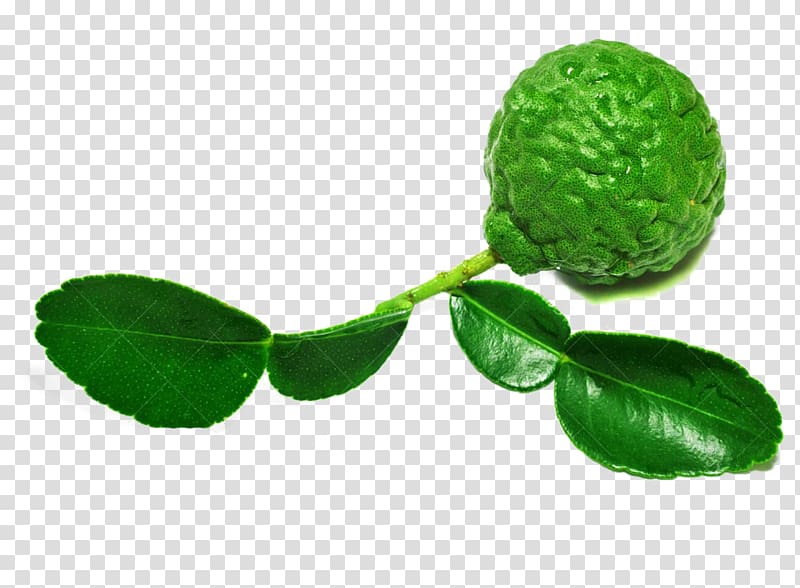Lemon Auglis Fruit, Lemon leaves on the material transparent background PNG clipart