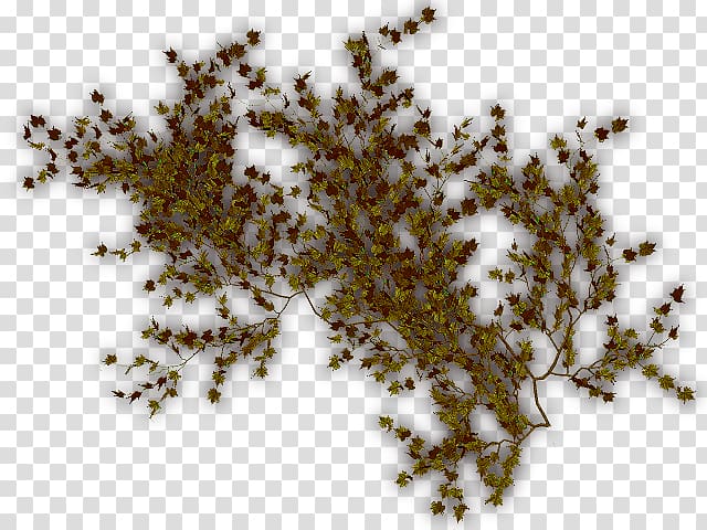 Tree Vine Liana Ivy Cyphostemma juttae, dry plants transparent background PNG clipart