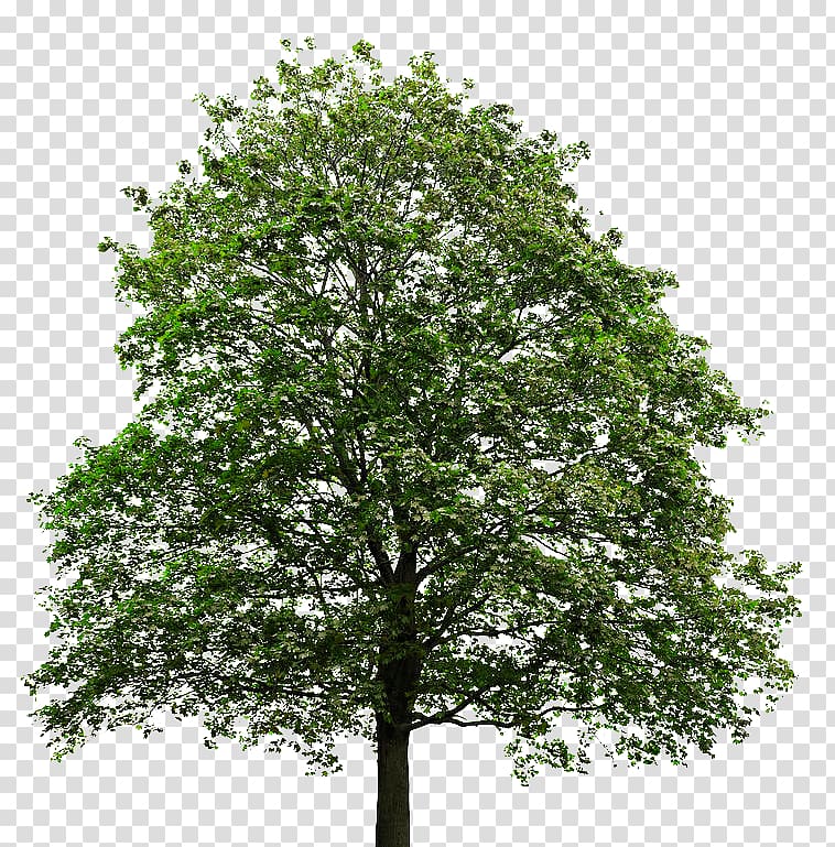 Acer macrophyllum Silver maple Tree Maple leaf, trees transparent background PNG clipart