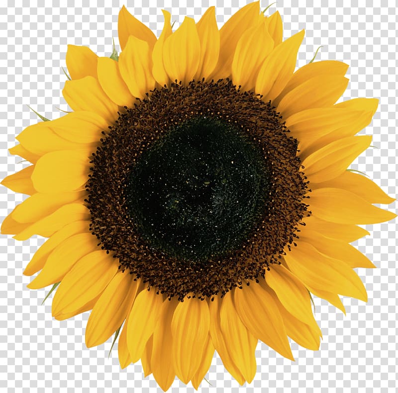 Common sunflower Euclidean Illustration, Sunflower transparent background PNG clipart