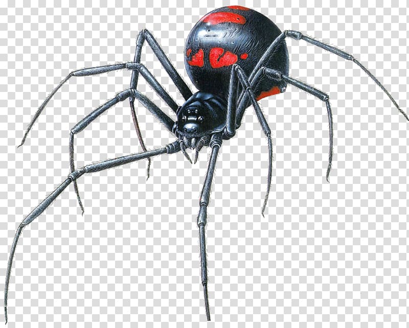 Black widow spider Latrodectus hesperus Southern black widow , spider transparent background PNG clipart