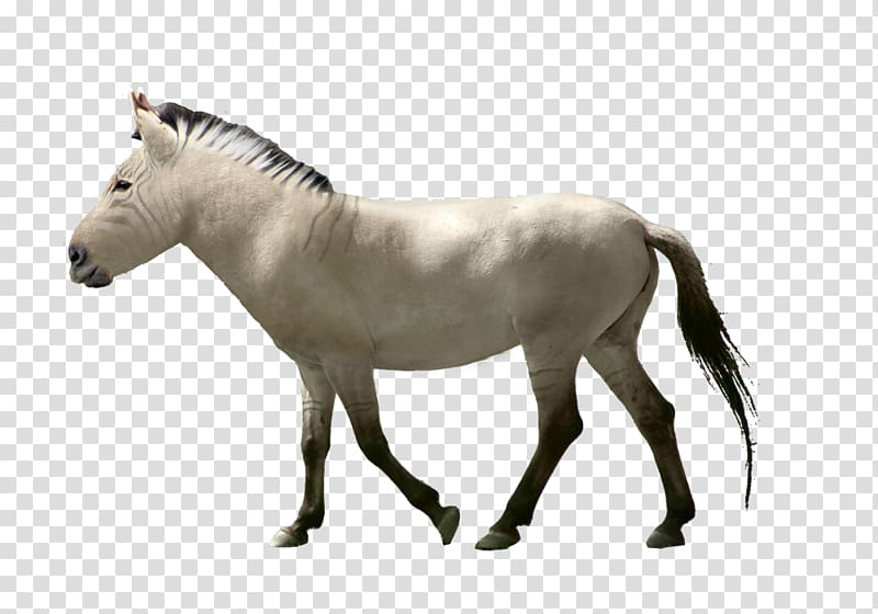 Mane Mustang Pony Stallion Wild horse, mustang transparent background PNG clipart