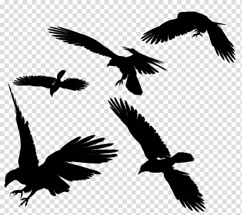 Bird flight Bird flight , Raven Flying transparent background PNG clipart