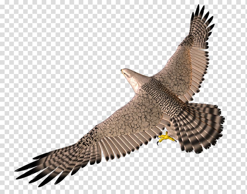Bird Wing 3D computer graphics, 3D Flying Eagle transparent background PNG clipart