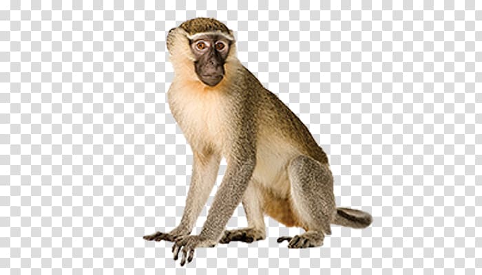 Primate Vervet monkey , monkey transparent background PNG clipart