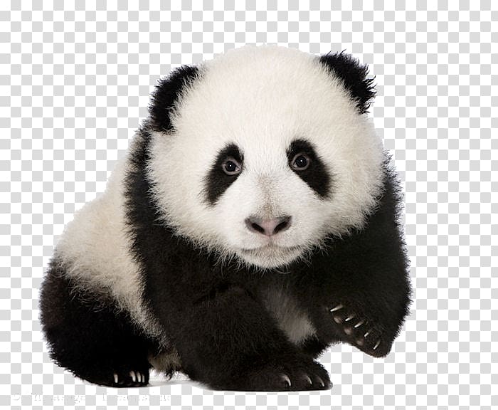 Giant panda Vertebrate Book, others transparent background PNG clipart