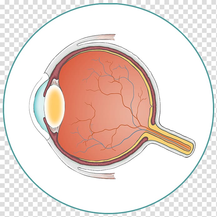 Optik Linde GmbH Industrial design Eye Bedeutung, Eye anatomy transparent background PNG clipart