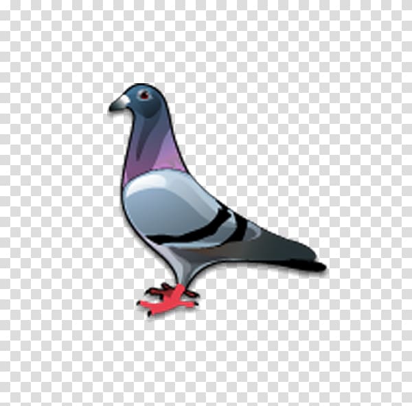 dove Bird Columbidae Icon, pigeon transparent background PNG clipart