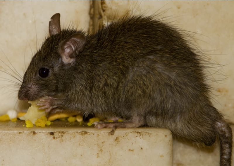 Brown rat Rodent Mouse Black rat Rat trap, Rat & Mouse transparent background PNG clipart