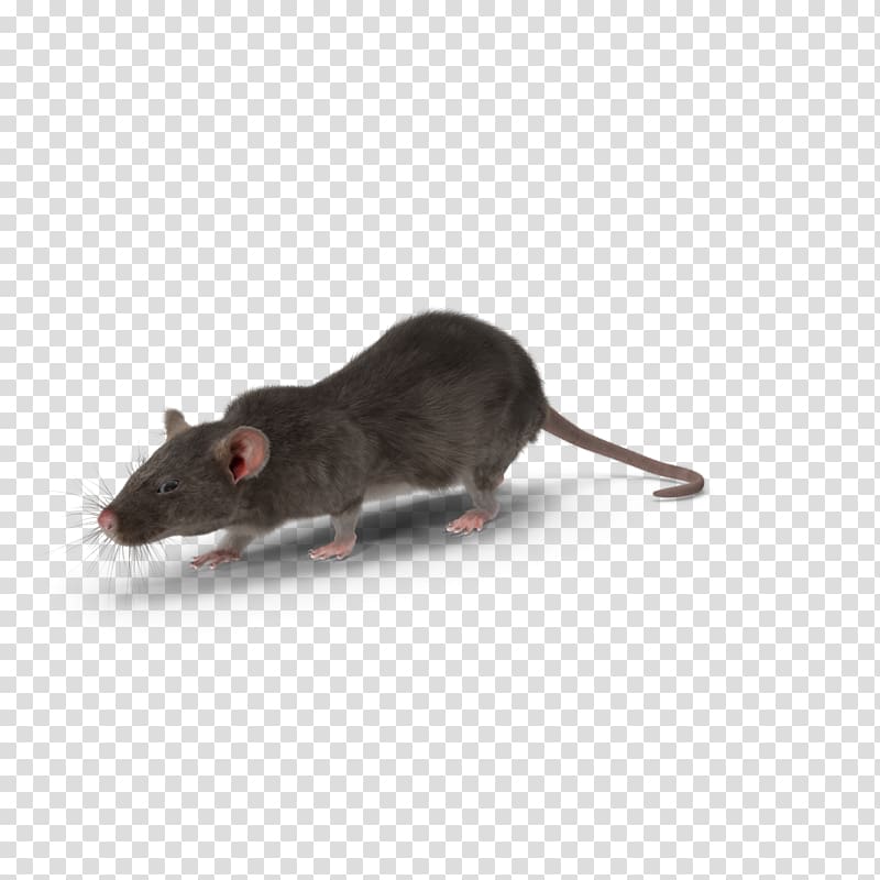 Mouse Gerbil Rodent Rat Pest Control, mouse transparent background PNG clipart