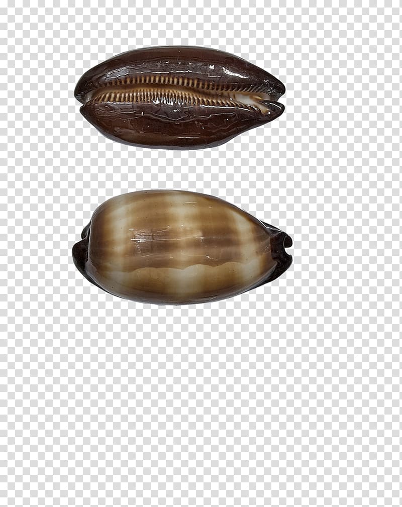 Seashell Cowry Conch Mussel Oyster, seashell transparent background PNG clipart