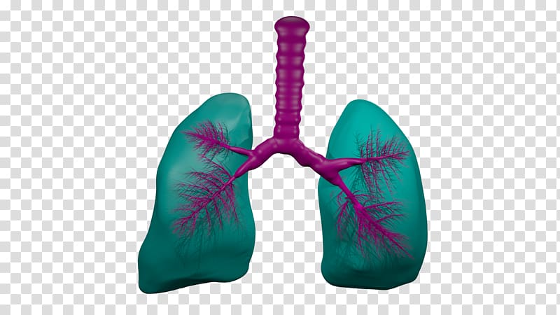 Animation Lung Trachea Breathing, creative lungs transparent background PNG clipart