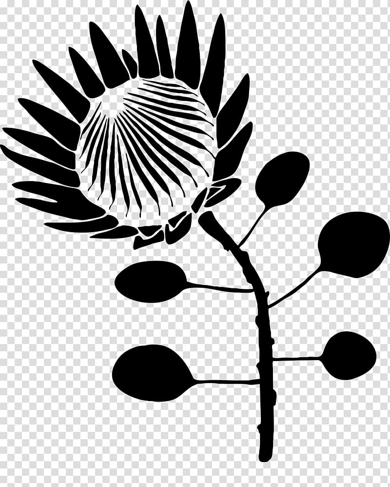 Protea cynaroides Drawing Stencil Flower , flower transparent background PNG clipart
