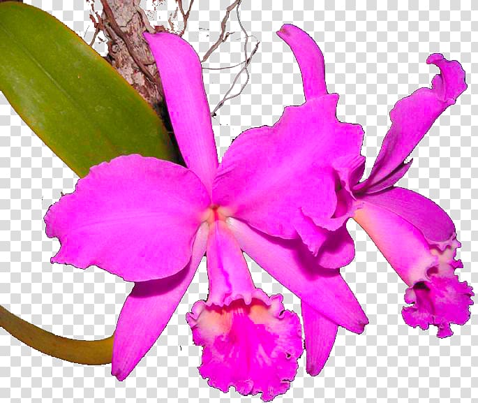 Crimson Cattleya Christmas orchid Chinauta Laelia Orchids, others transparent background PNG clipart
