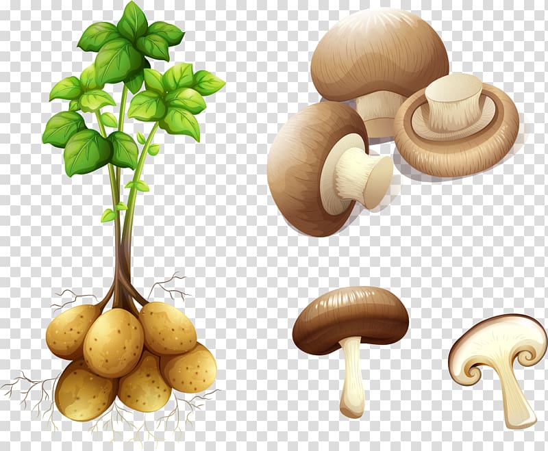 Potato Plant stem , hand painted vegetables transparent background PNG clipart