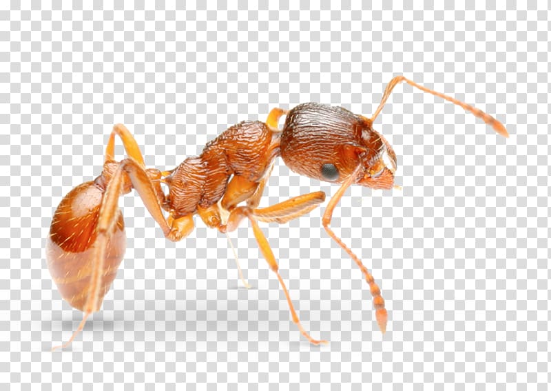 Pharaoh ant Pest Control Solenopsis molesta, others transparent background PNG clipart