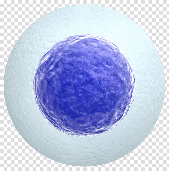 Egg cell Egg donation Zygote, cell transparent background PNG clipart
