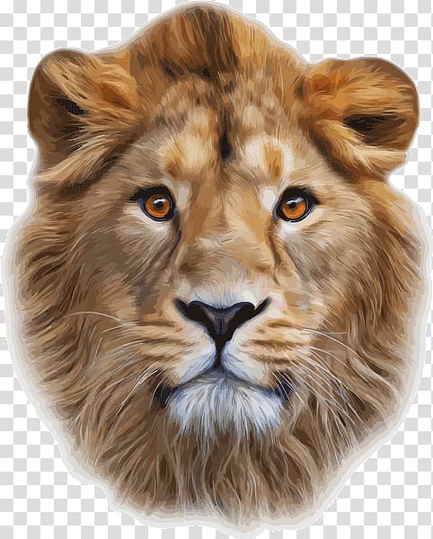 Lionhead rabbit Lion\'s Head Cougar , lion transparent background PNG clipart
