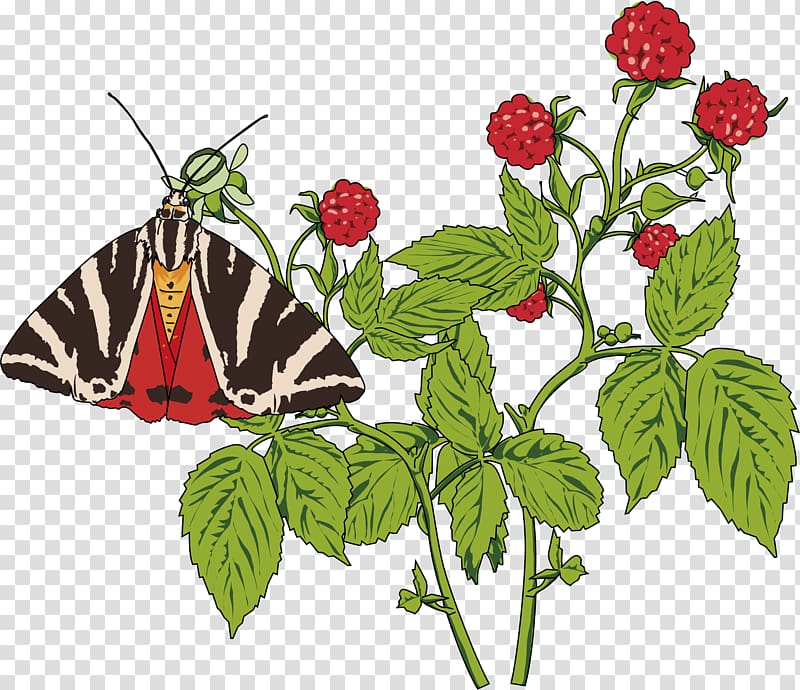 Butterfly Papillon dog Drawing , raspberry transparent background PNG clipart