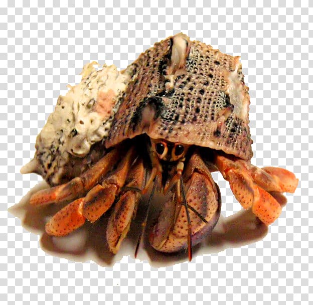Hermit crab Seafood, Homemade crab seafood transparent background PNG clipart
