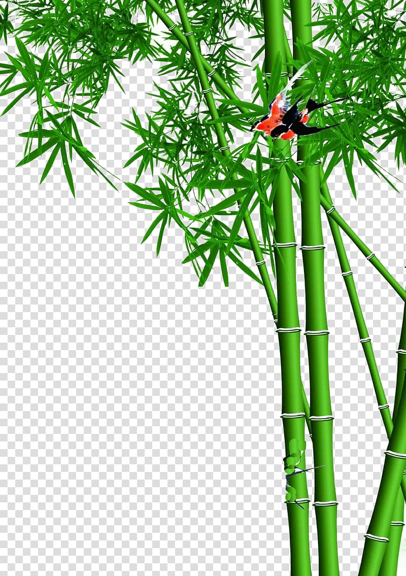 Lucky bamboo Wall , Green bamboo designs transparent background PNG clipart