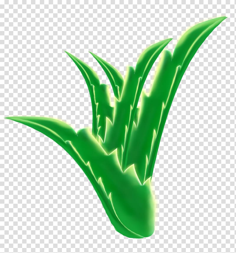 Aloe vera No, Aloe transparent background PNG clipart