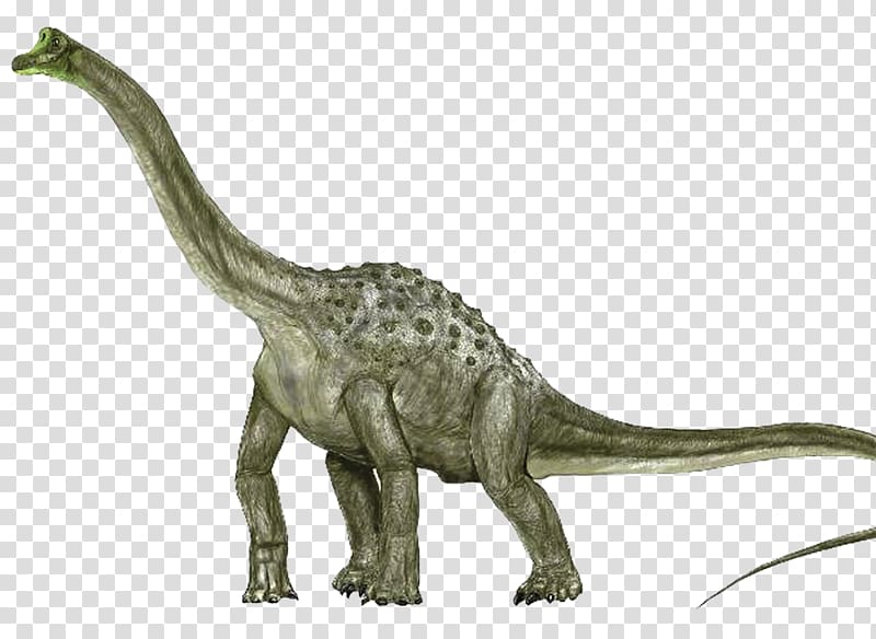 Argentinosaurus Sauroposeidon Brachiosaurus Apatosaurus Pelorosaurus, dinosaur transparent background PNG clipart