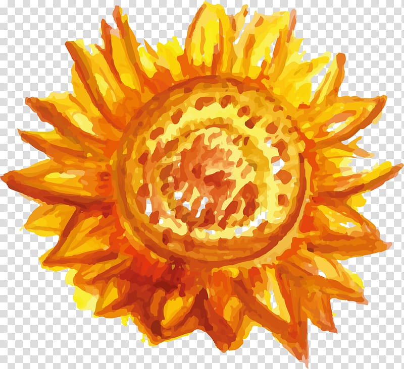 Common sunflower Watercolor painting Drawing, colored sunflower transparent background PNG clipart