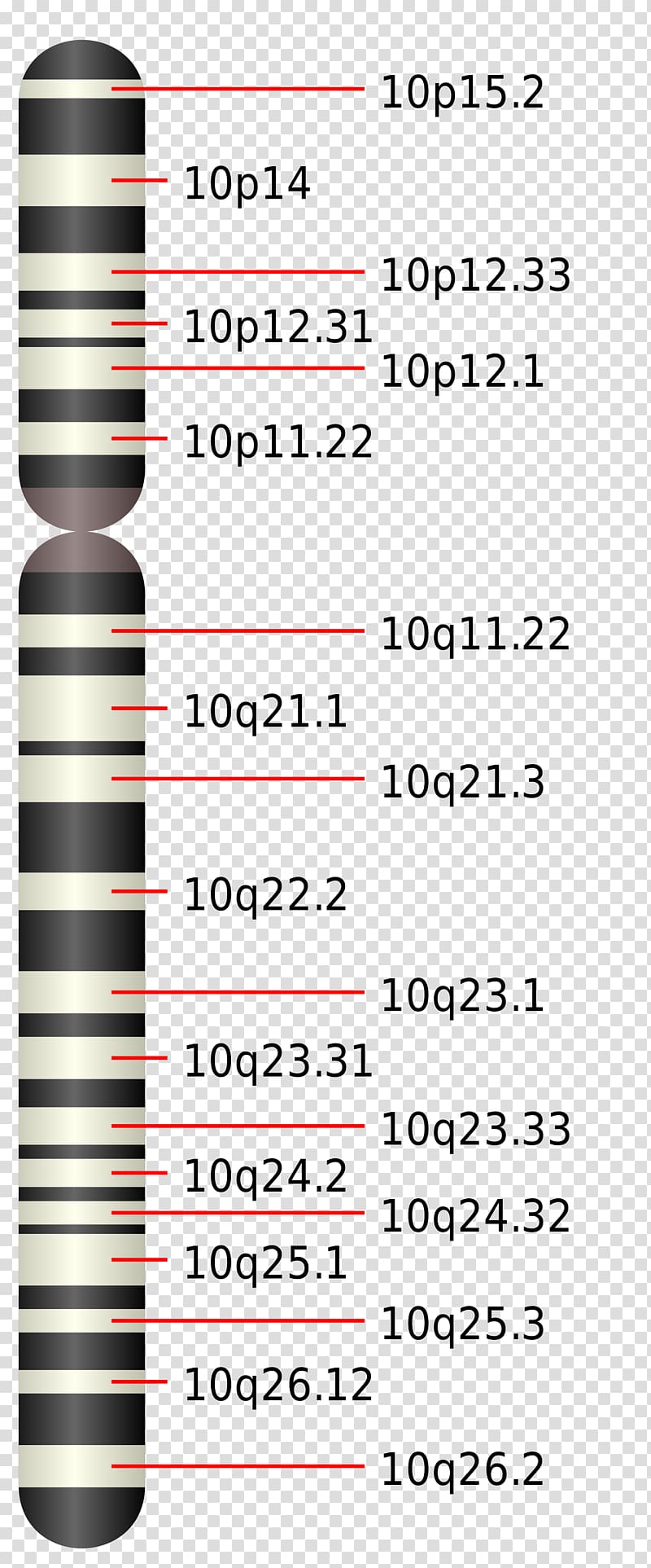 Chromosome 10 Chromosome 19 Chromosome 16 Chromosome 18, Pten transparent background PNG clipart