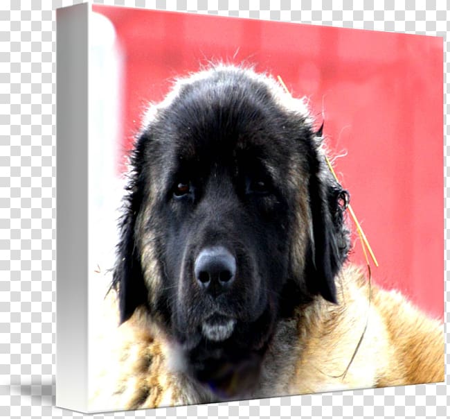 Estrela Mountain Dog Caucasian Shepherd Dog Sarplaninac Leonberger Newfoundland dog, dog in kind transparent background PNG clipart