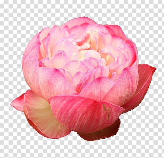 Nelumbo nucifera Centifolia roses u611bu84eeu8aaa, Free lotus pull material transparent background PNG clipart