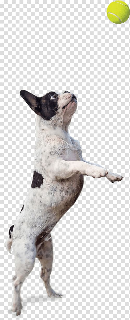 Boston Terrier Bulldog Puppy Dog breed Non-sporting group, puppy transparent background PNG clipart