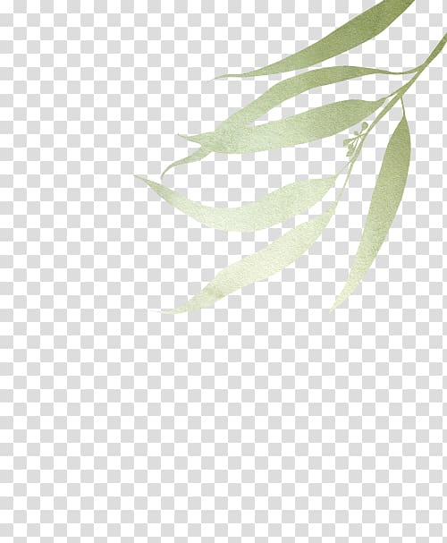 Twig Branch Leaf Plant stem, eucalyptus transparent background PNG clipart