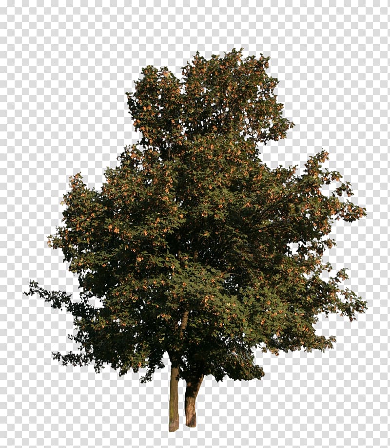 Tree Woody plant Maple Spruce, cut out transparent background PNG clipart