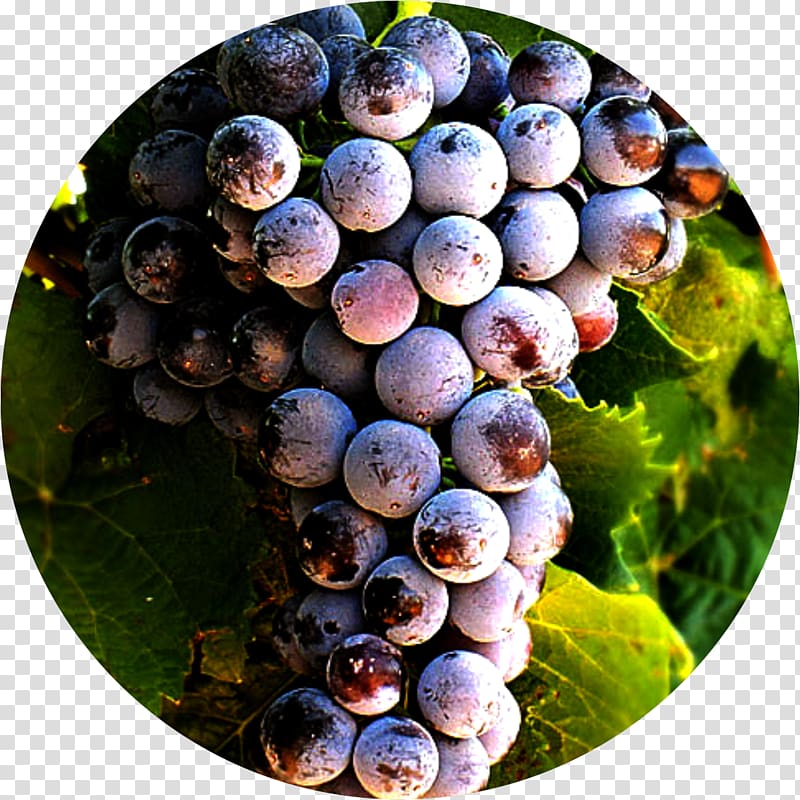 Grape Petit Verdot Alicante Bouschet Blueberry Wine, types of wine grapes transparent background PNG clipart