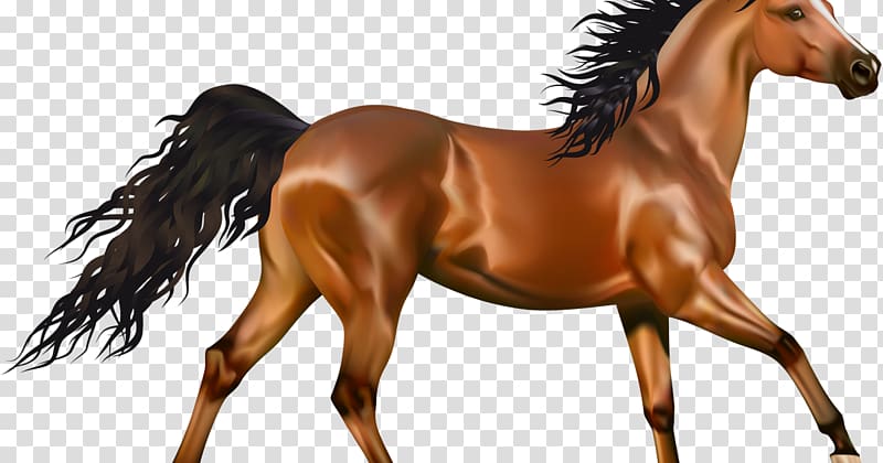 Arabian horse Pony Andalusian horse American Paint Horse , horse head anatomy transparent background PNG clipart