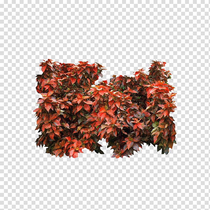 Red Mulberry Raspberry Tree Maple, Raspberry Watch transparent background PNG clipart